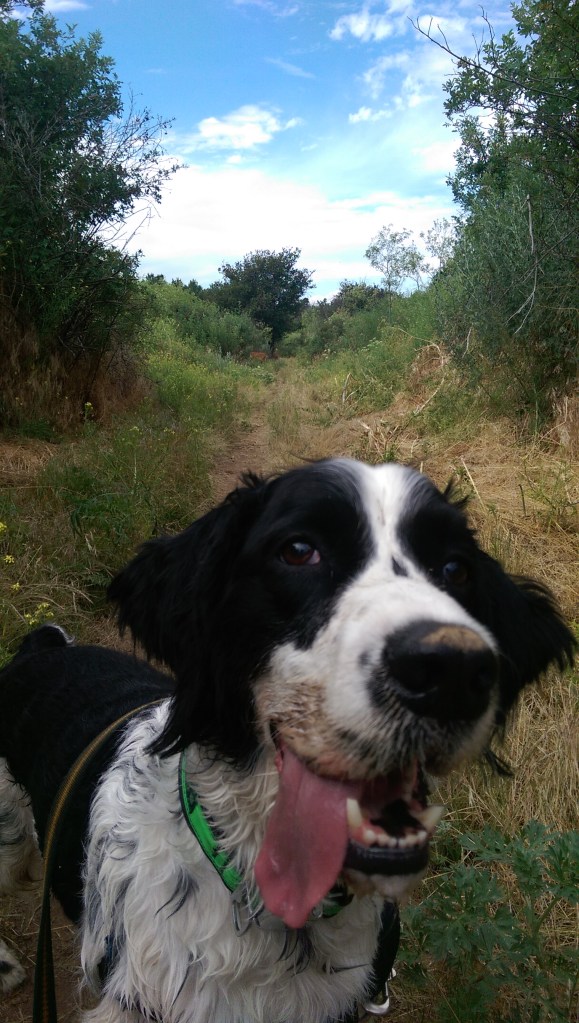 Happy pup on our morning walk