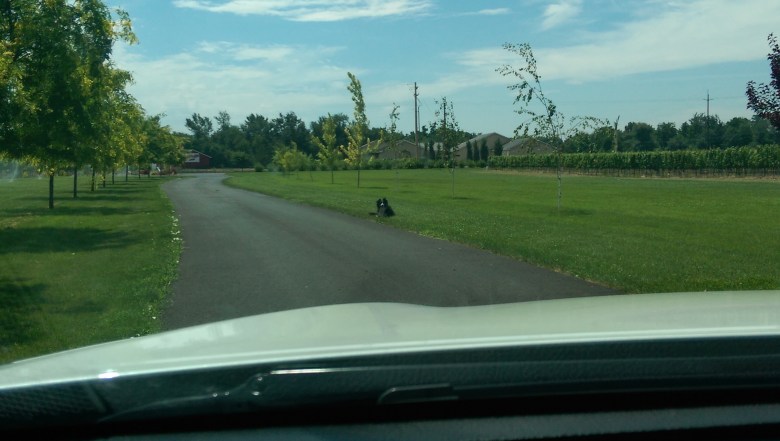 The guard-dog at Balboa, who proudly herded us off of the grounds